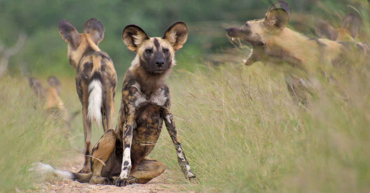 African wild dogs sit in grassy field; one yawns, others look towards the camera.