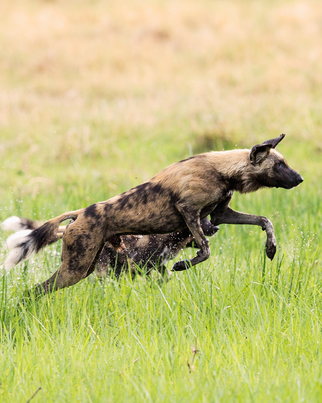 African wild dogs running through green grass.