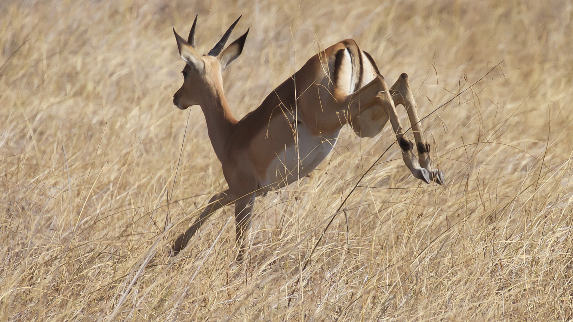 Impala seen running away while on safari