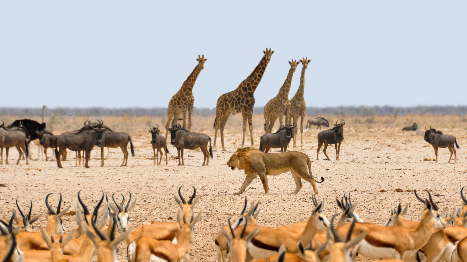 Iconic Waterhole Image of Etosha