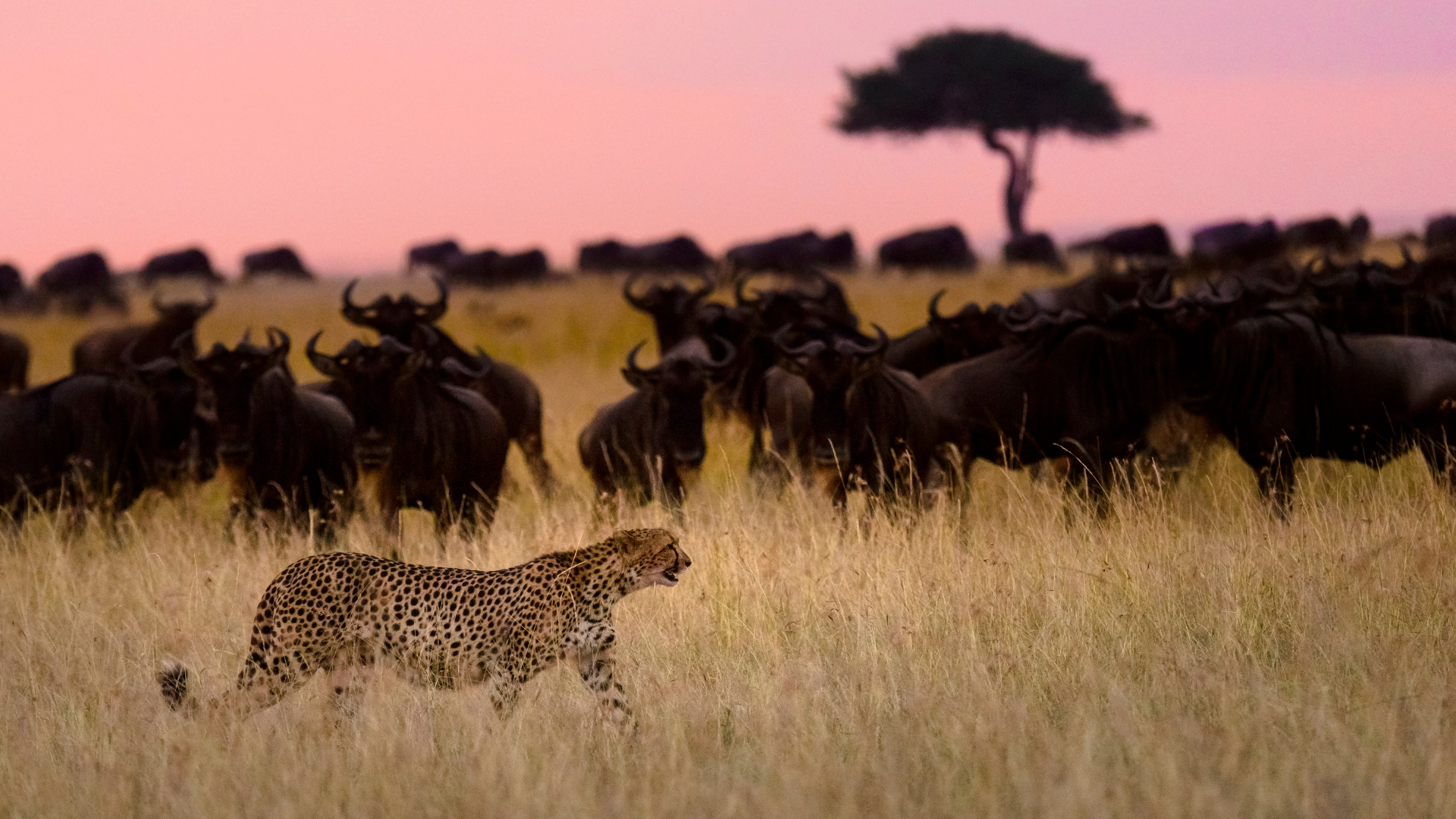 Cheetah walking past Wildebeest on Safari