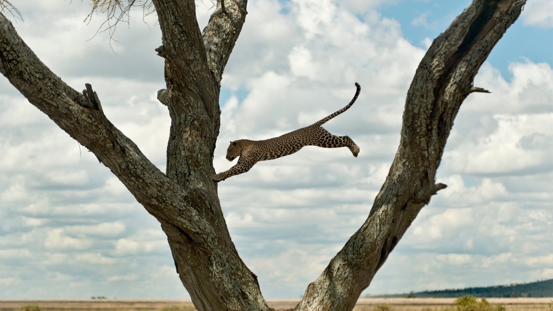 a leopard is jumping from a tree branch