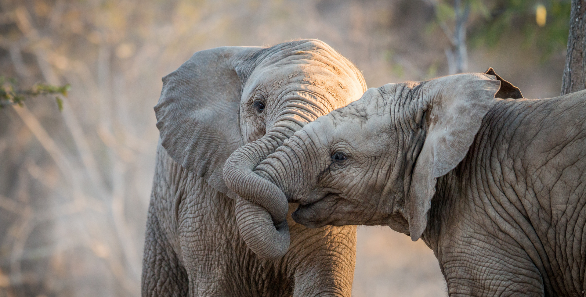 Elephants in South Africa on a Budget Safari