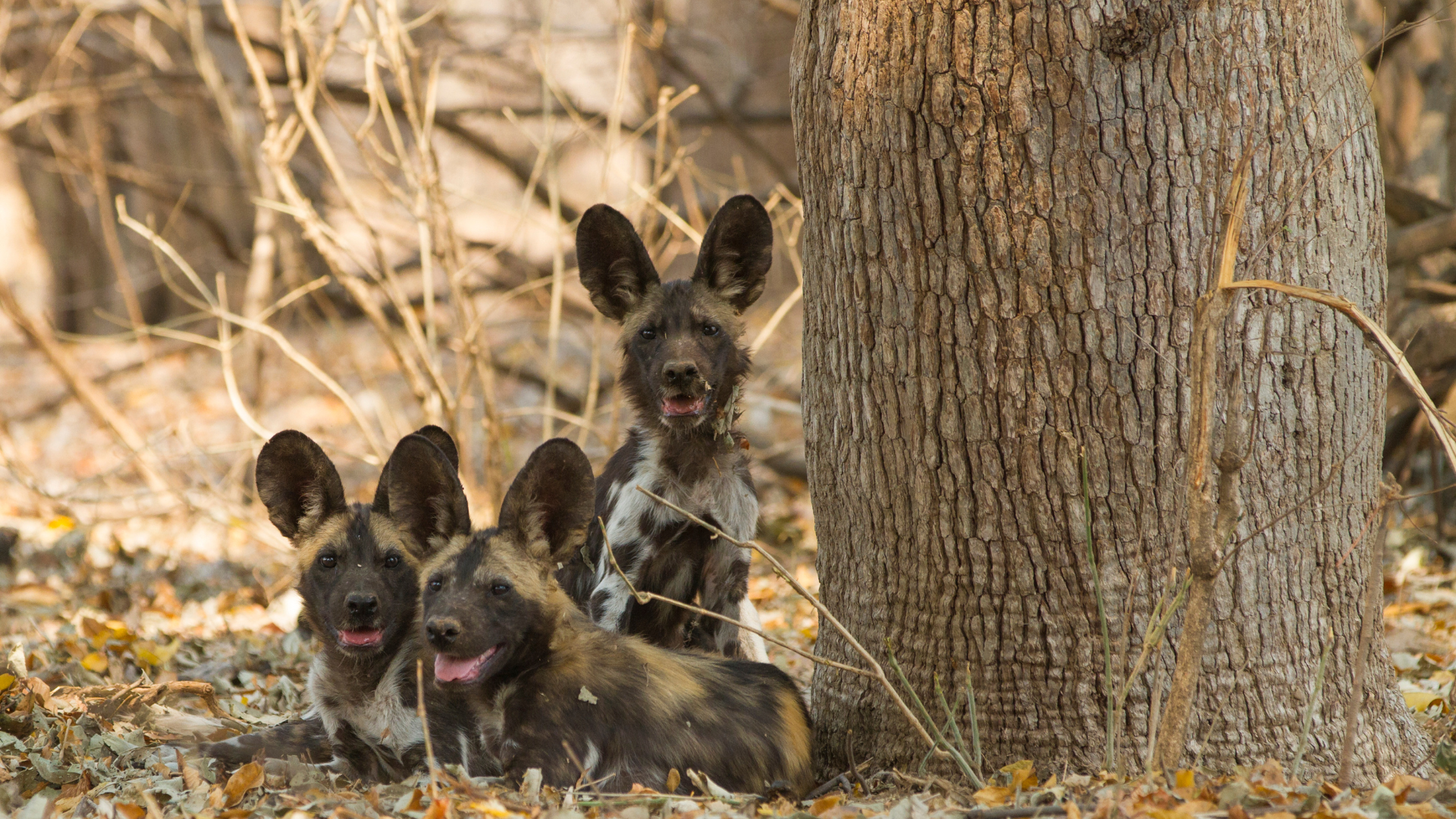 African Wild Dog Puppies