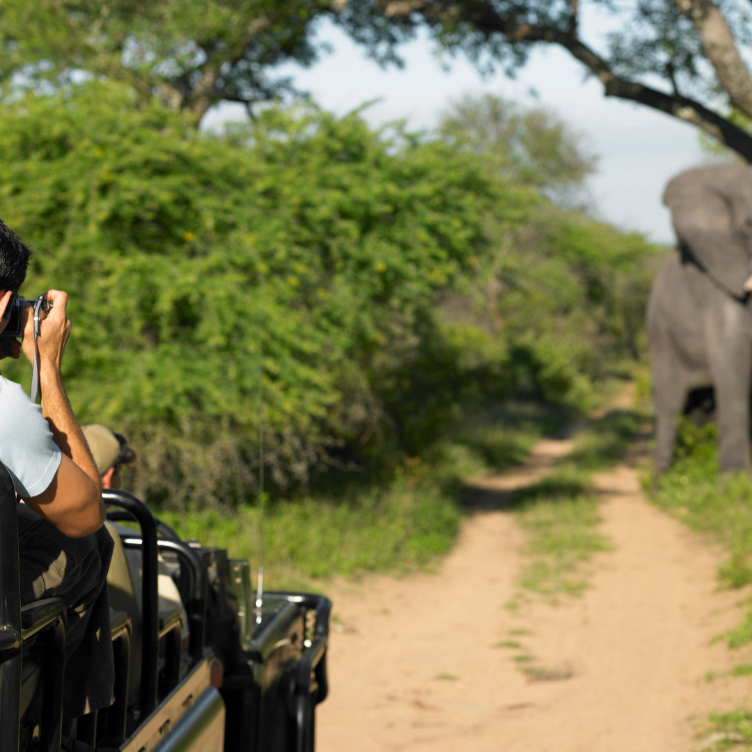 A man is taking a picture of an elephant on a dirt road