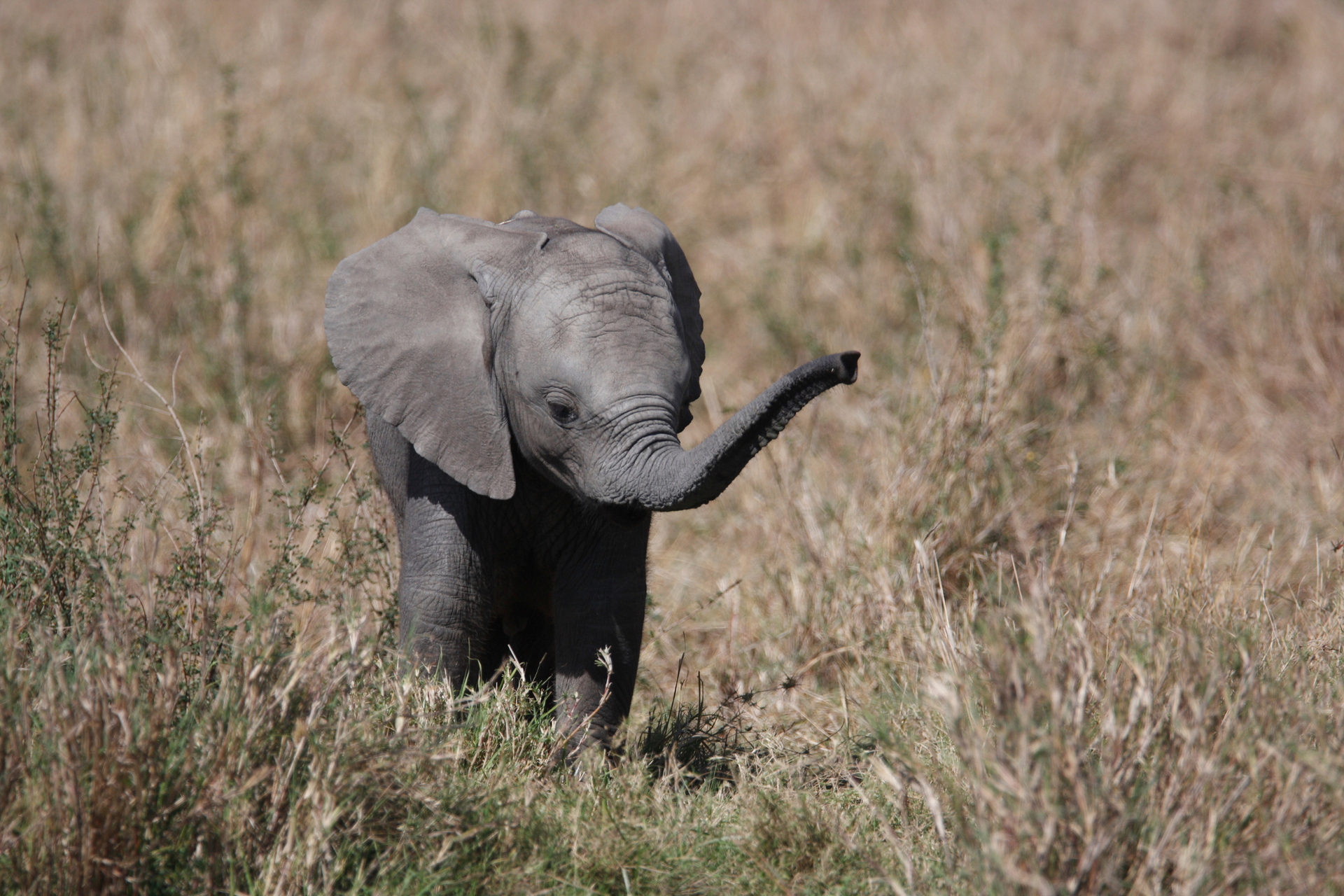 A baby elephant is standing in a field of tall grass.