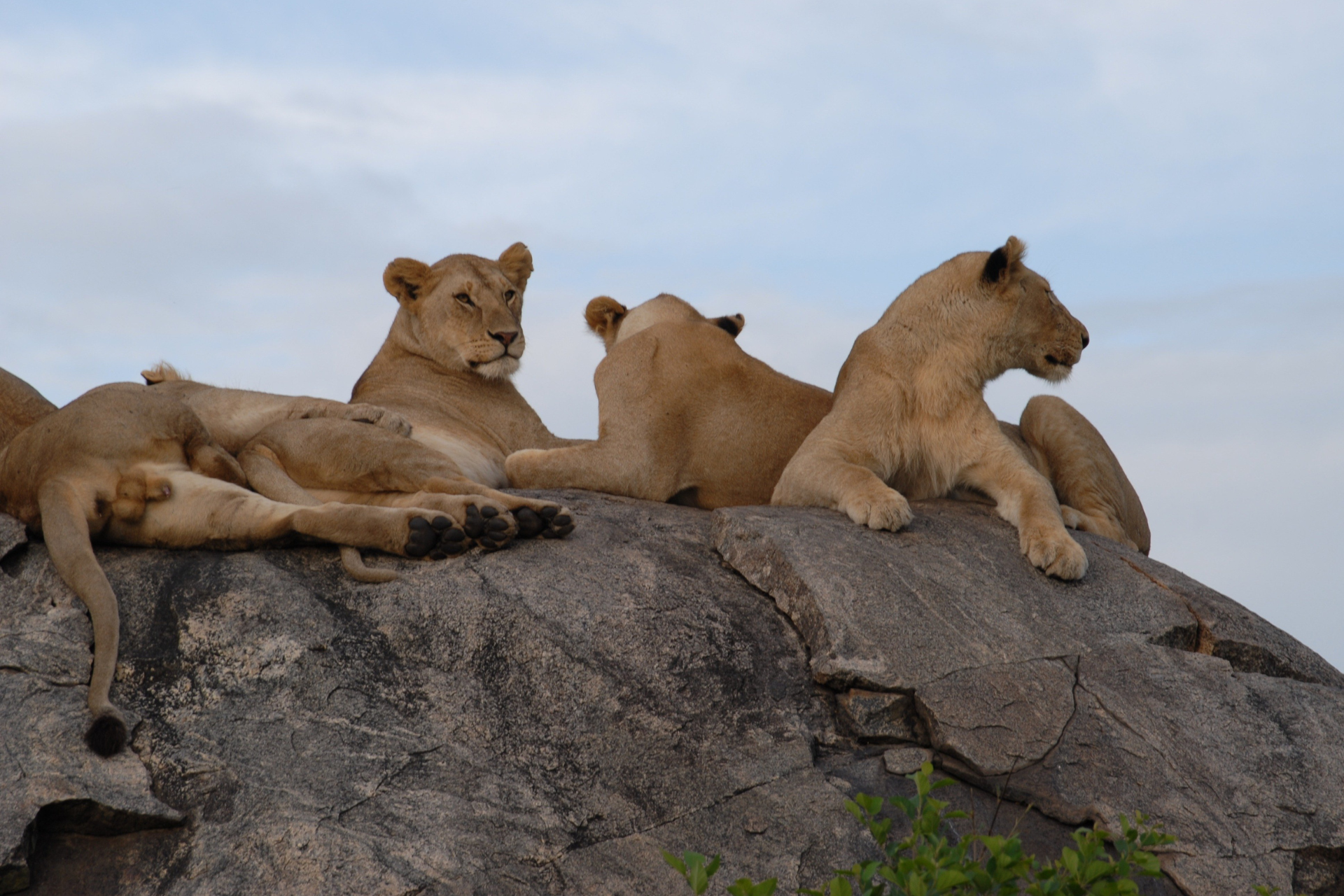 Lions on Rocks in the Serengeti
