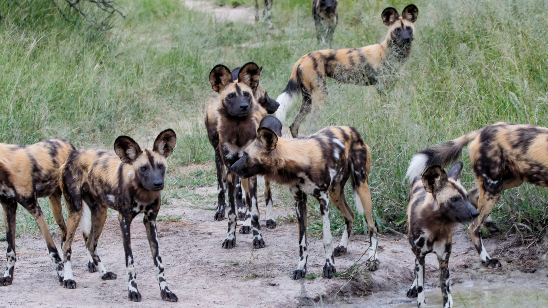 African Wild Dogs