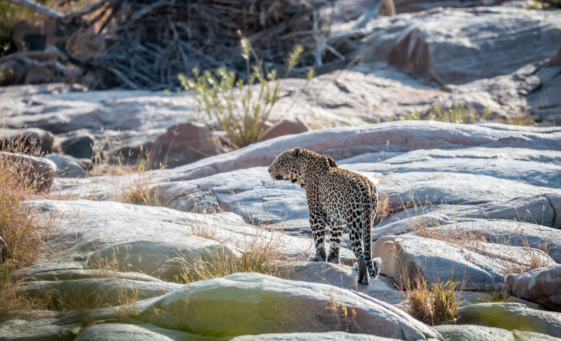 Leopard on a Budget Safari in South Africa
