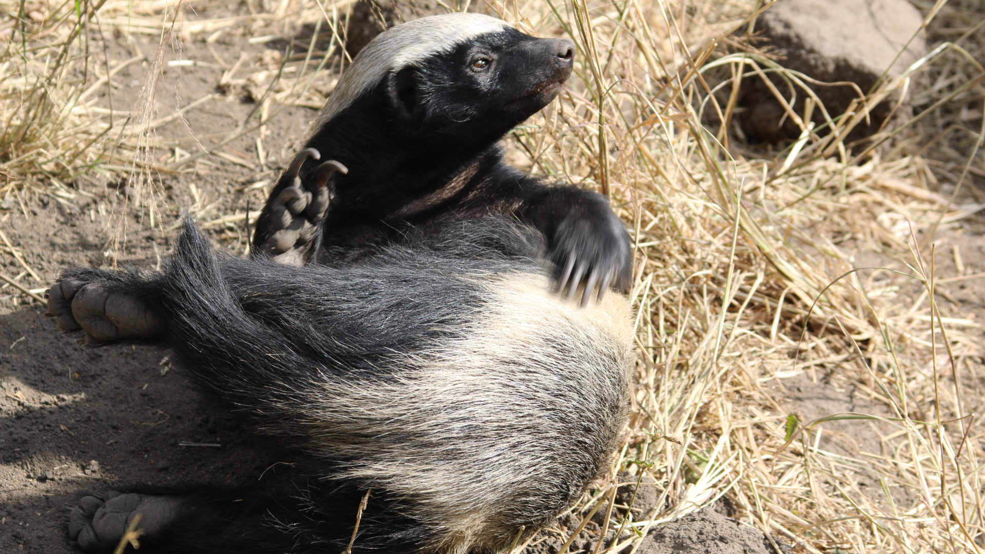 A honey badger is laying on the ground looking at the camera.