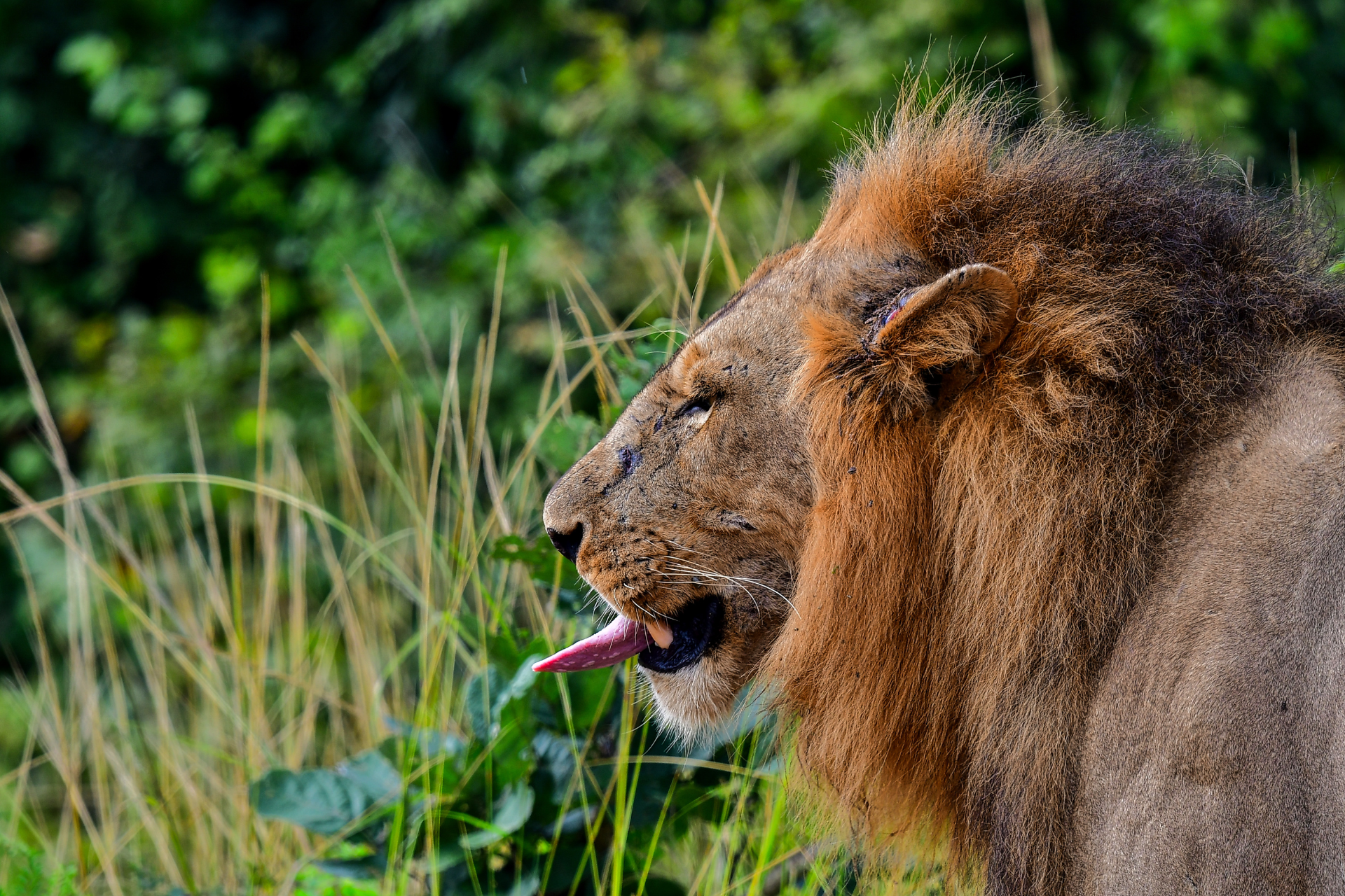 A close up of a lion with its tongue out in the grass.