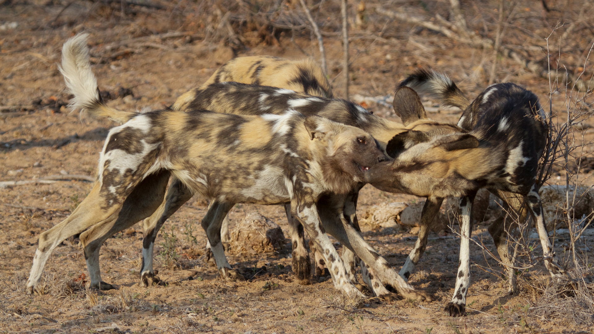 African Wild Dogs Playing