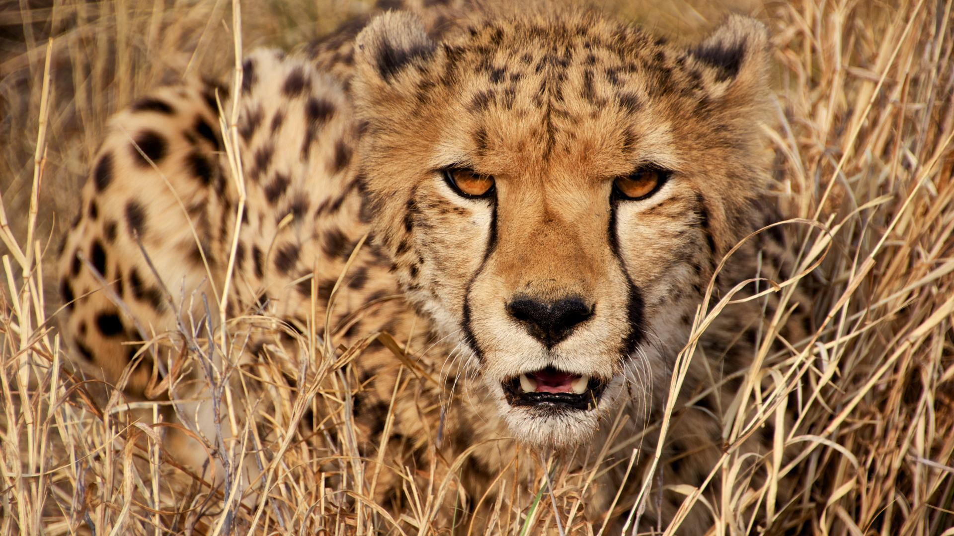 Cheetah on safari