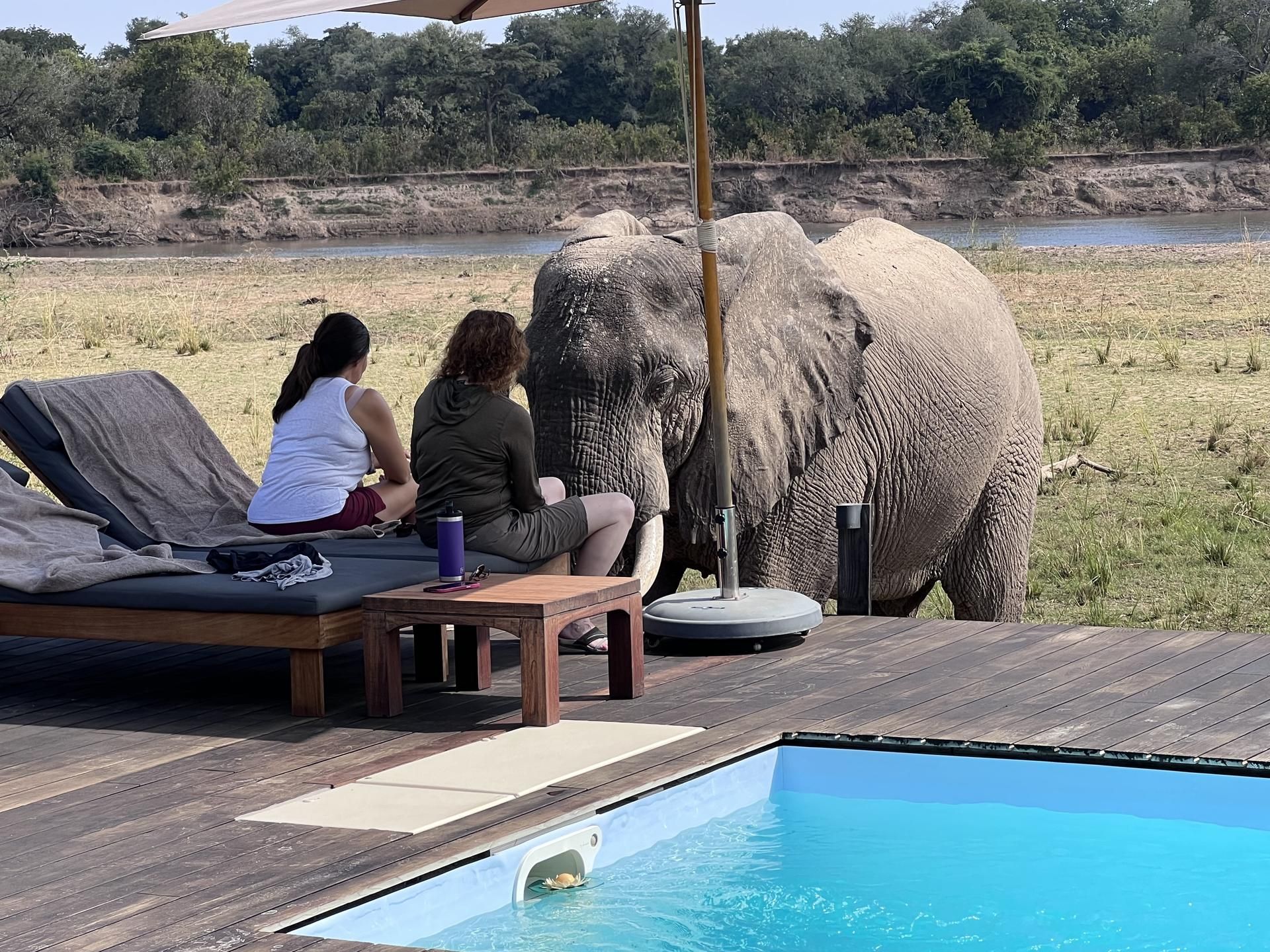 Elephant at Chikunto Safari Lodge