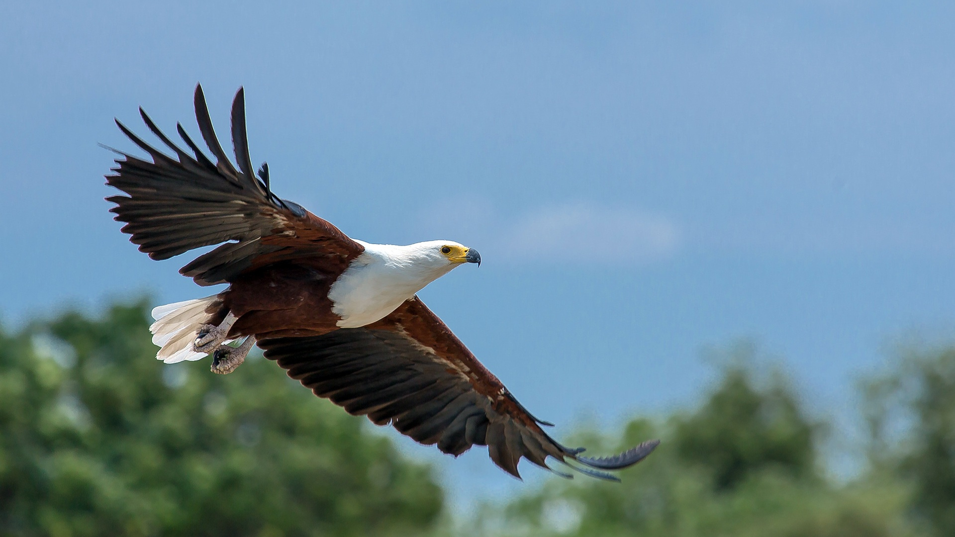 African Fish Eagle flying
