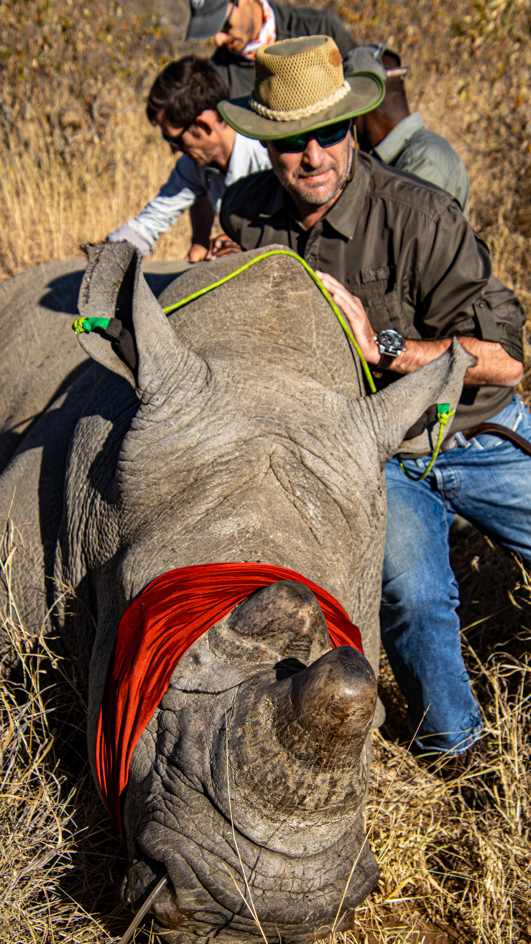 A black rhinoceros stands in dry grass, lit by warm sunlight. Its ears are perked, and it looks directly at the camera.