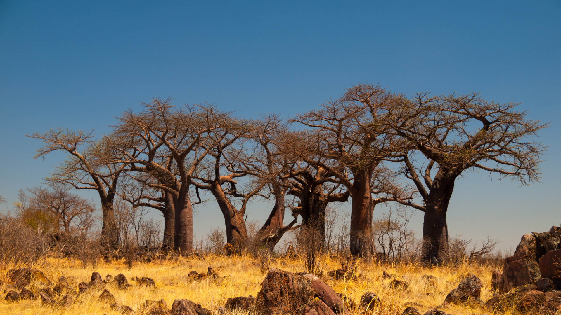 Baobab Trees in Savute