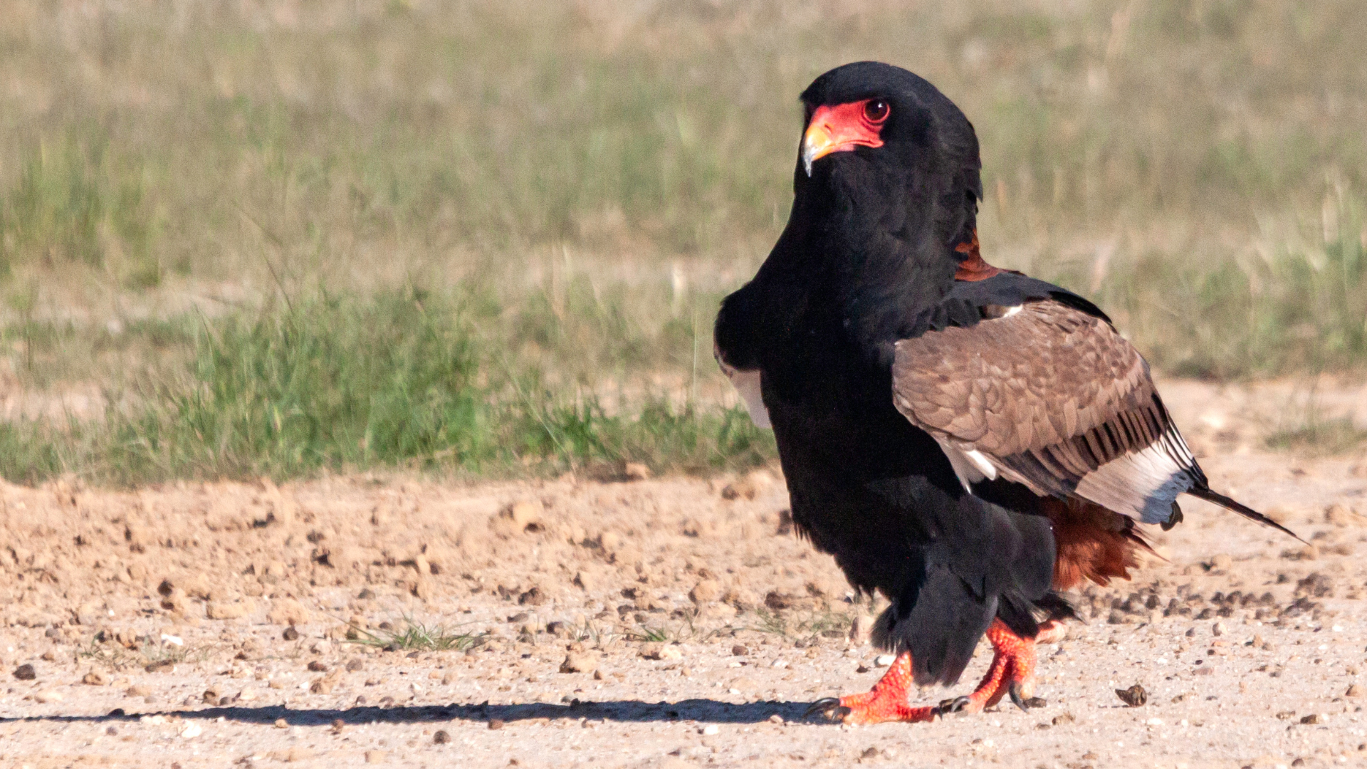 Bateleur walking