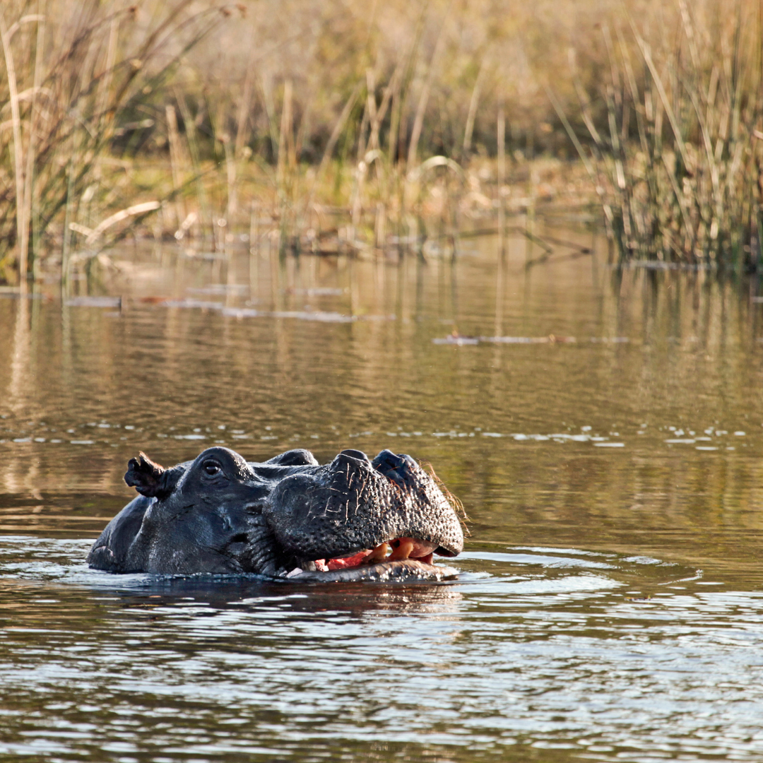 Botswana Safari - Okavango Delta