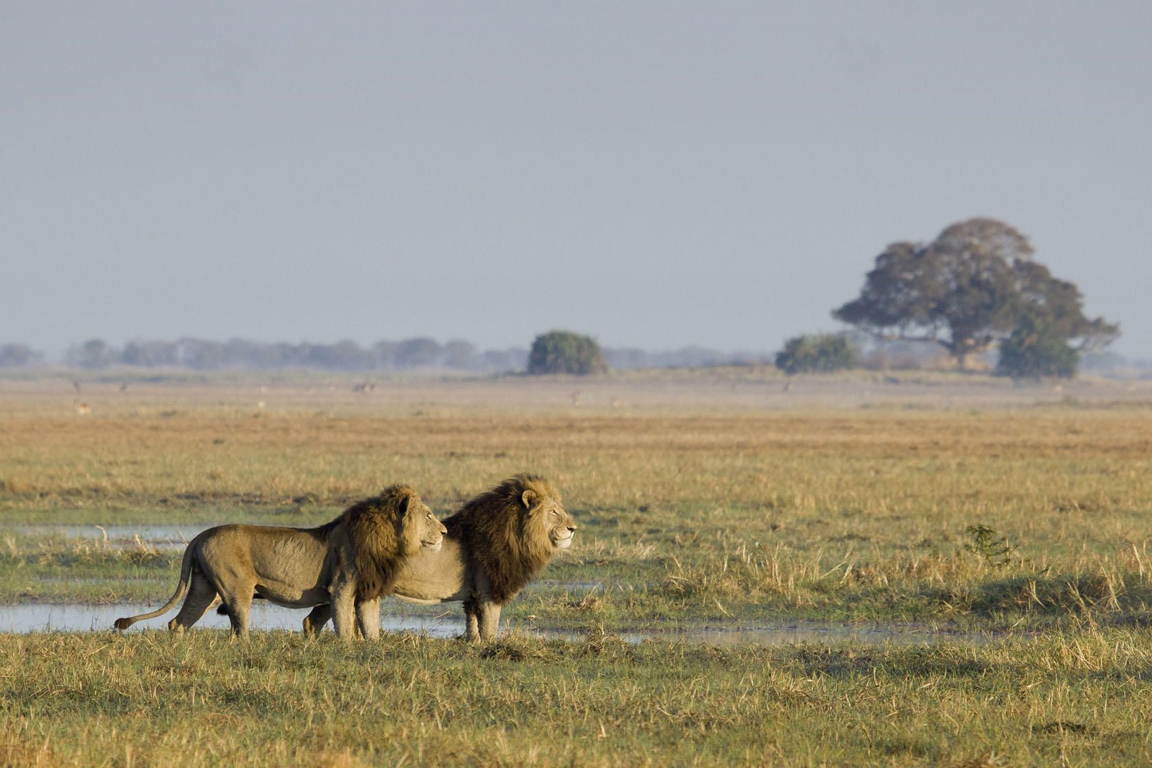 Two lions are standing next to each other in a field.