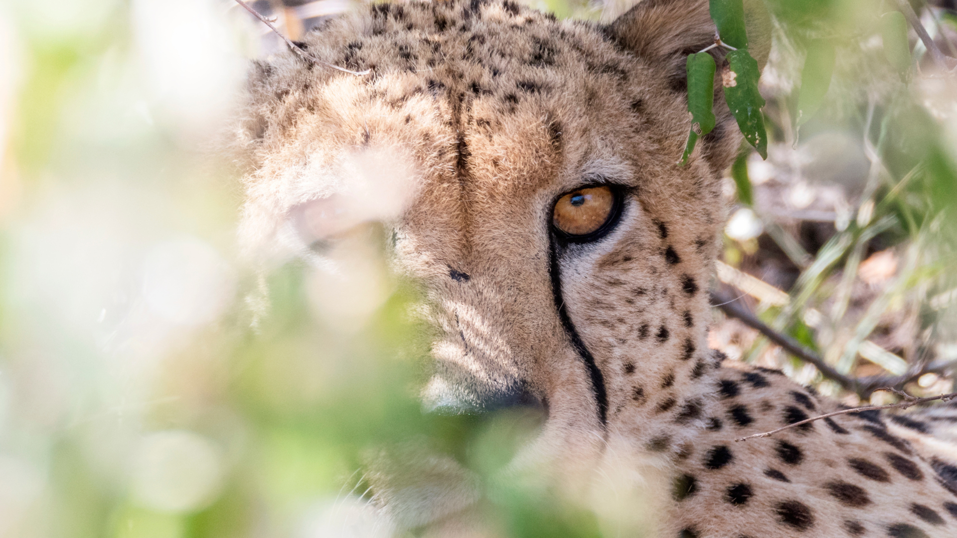 Cheetah on safari