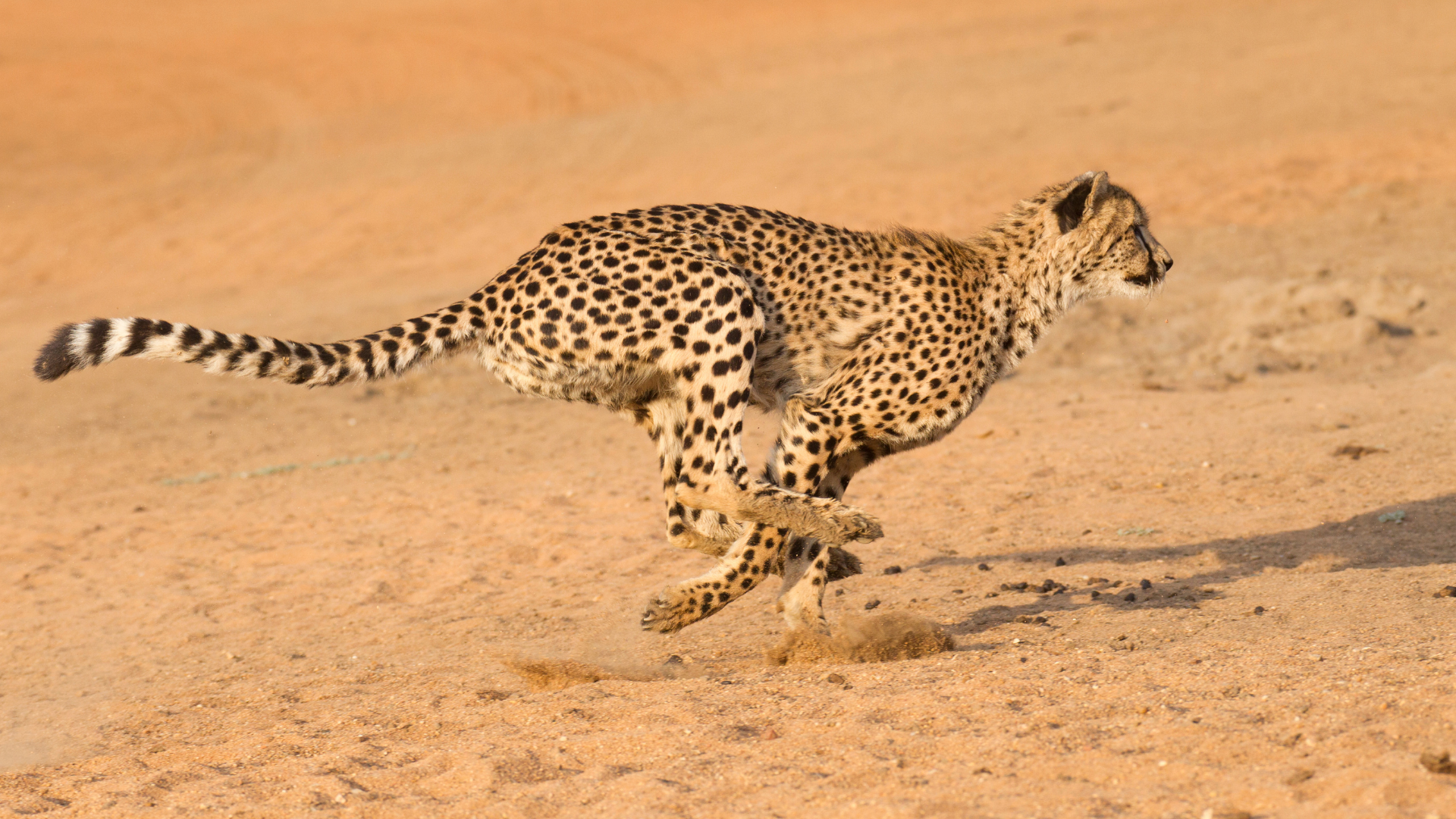 Cheetah running