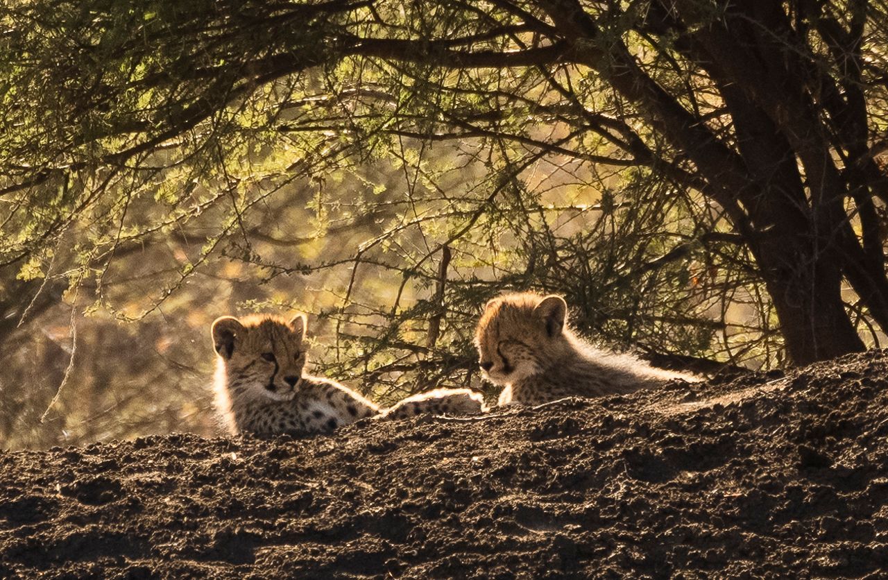 Cheetah Cubs backlit