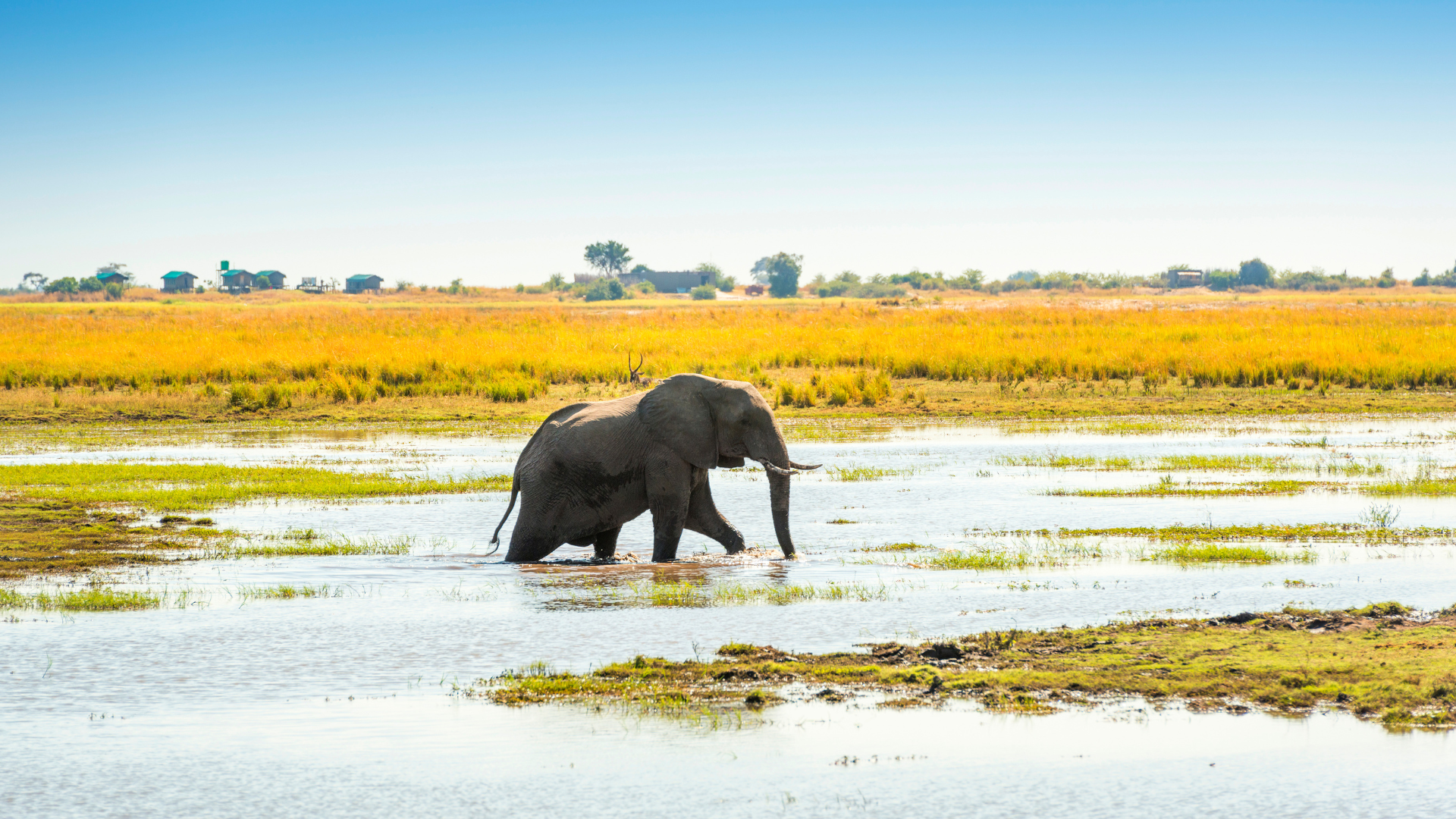 An Elephant walks through the Chobe River