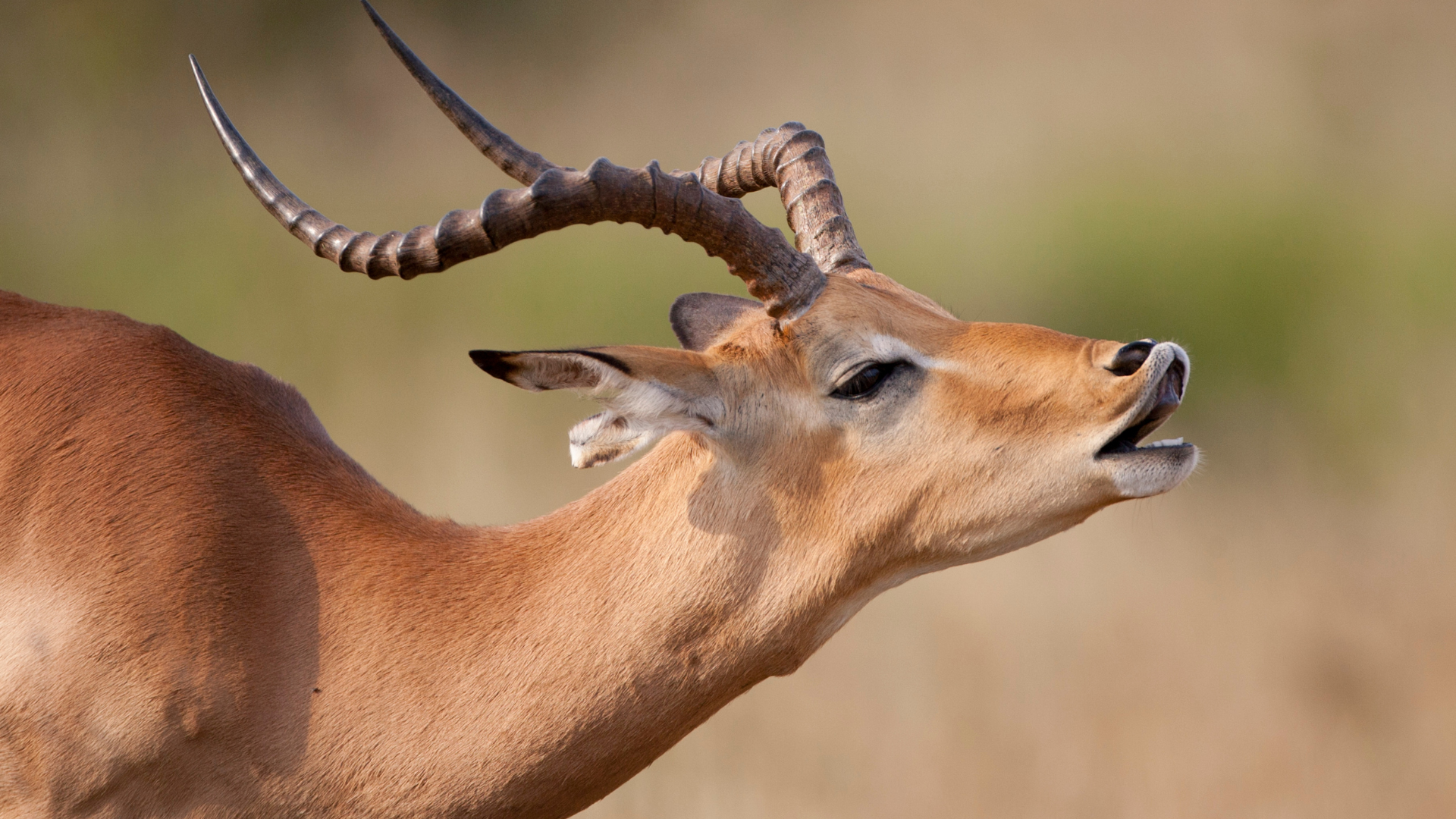 Male impala seen while on safari