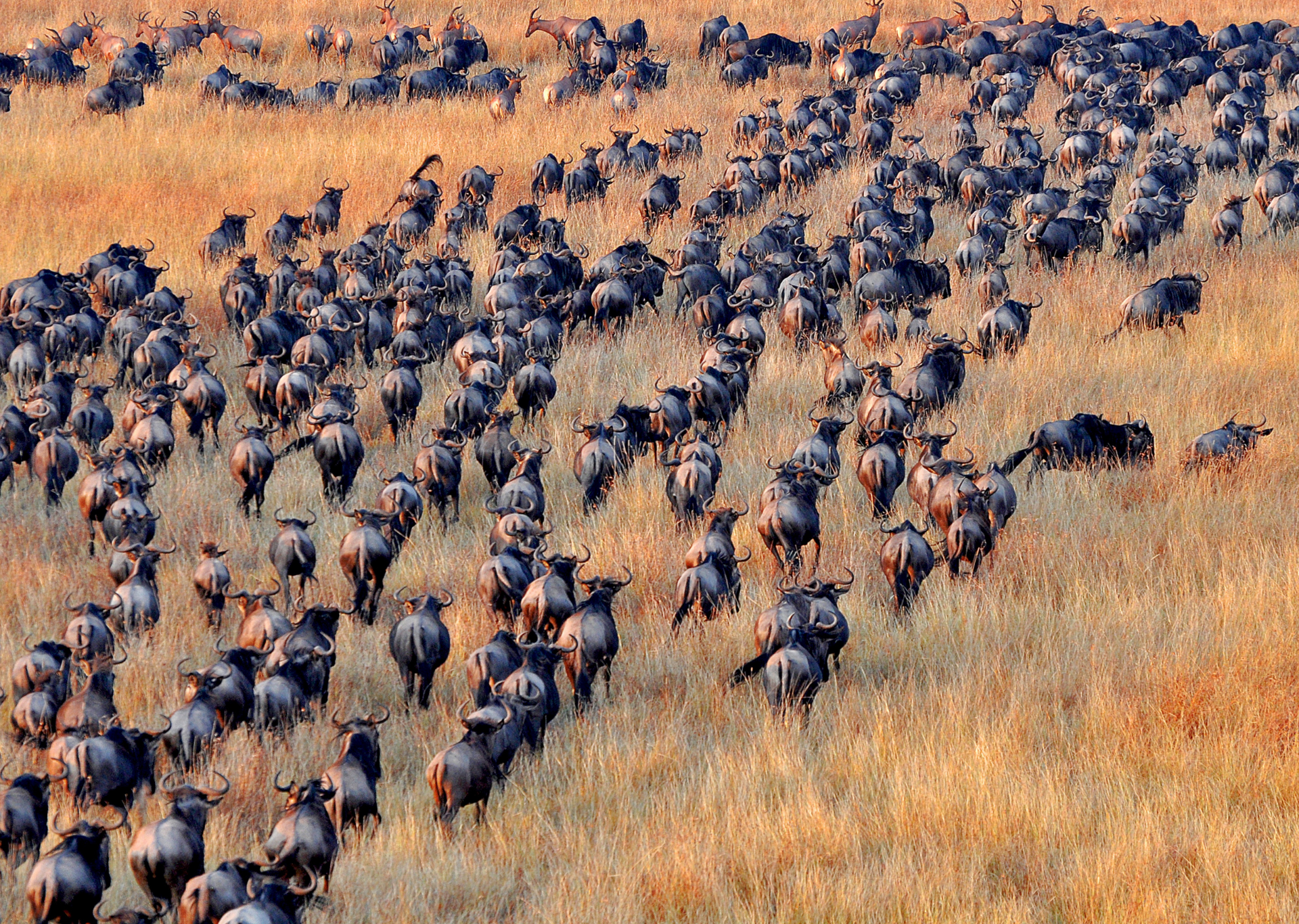 The Great Migration - Wildebeest in Kenya