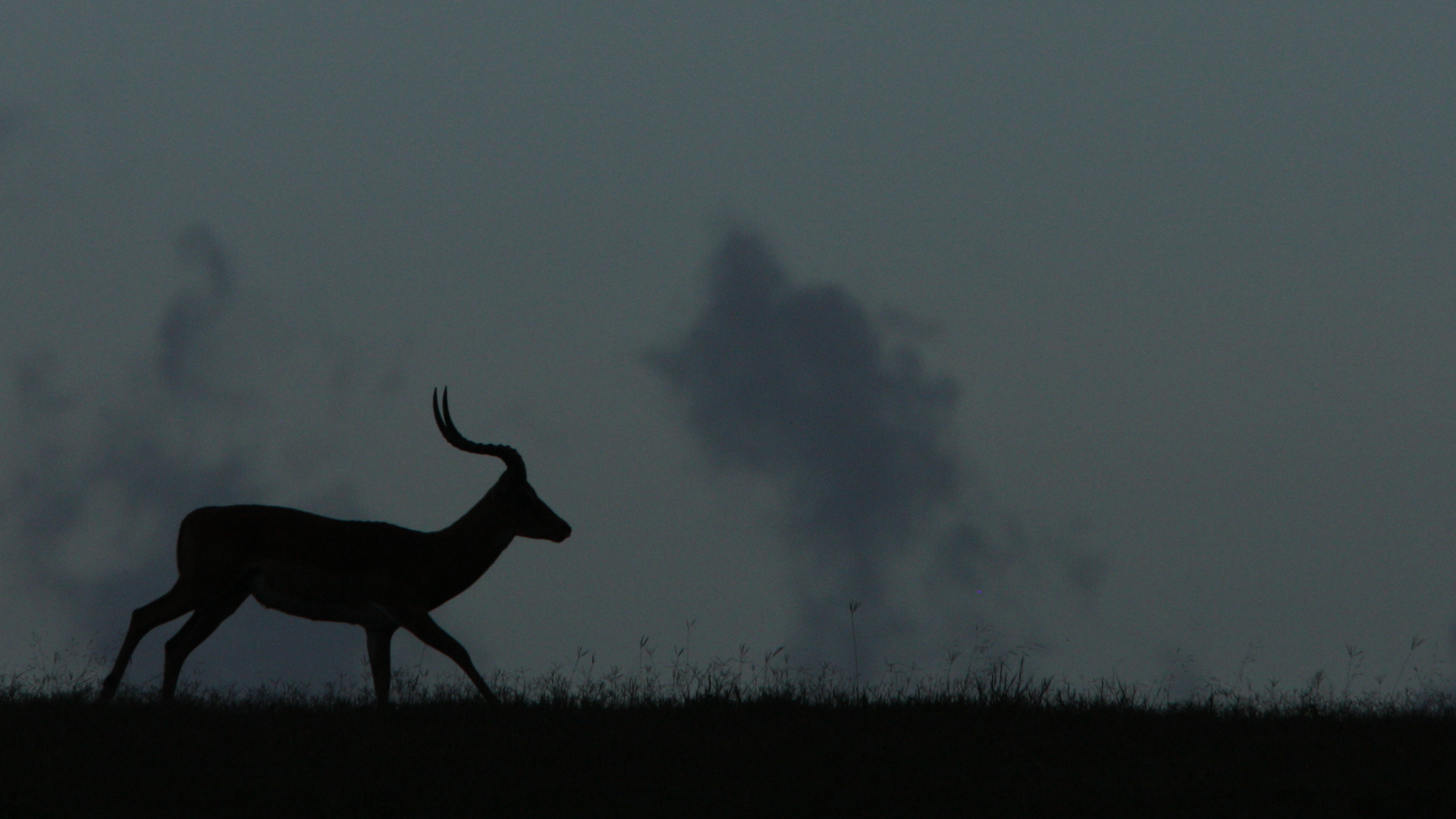 an impala at dusk