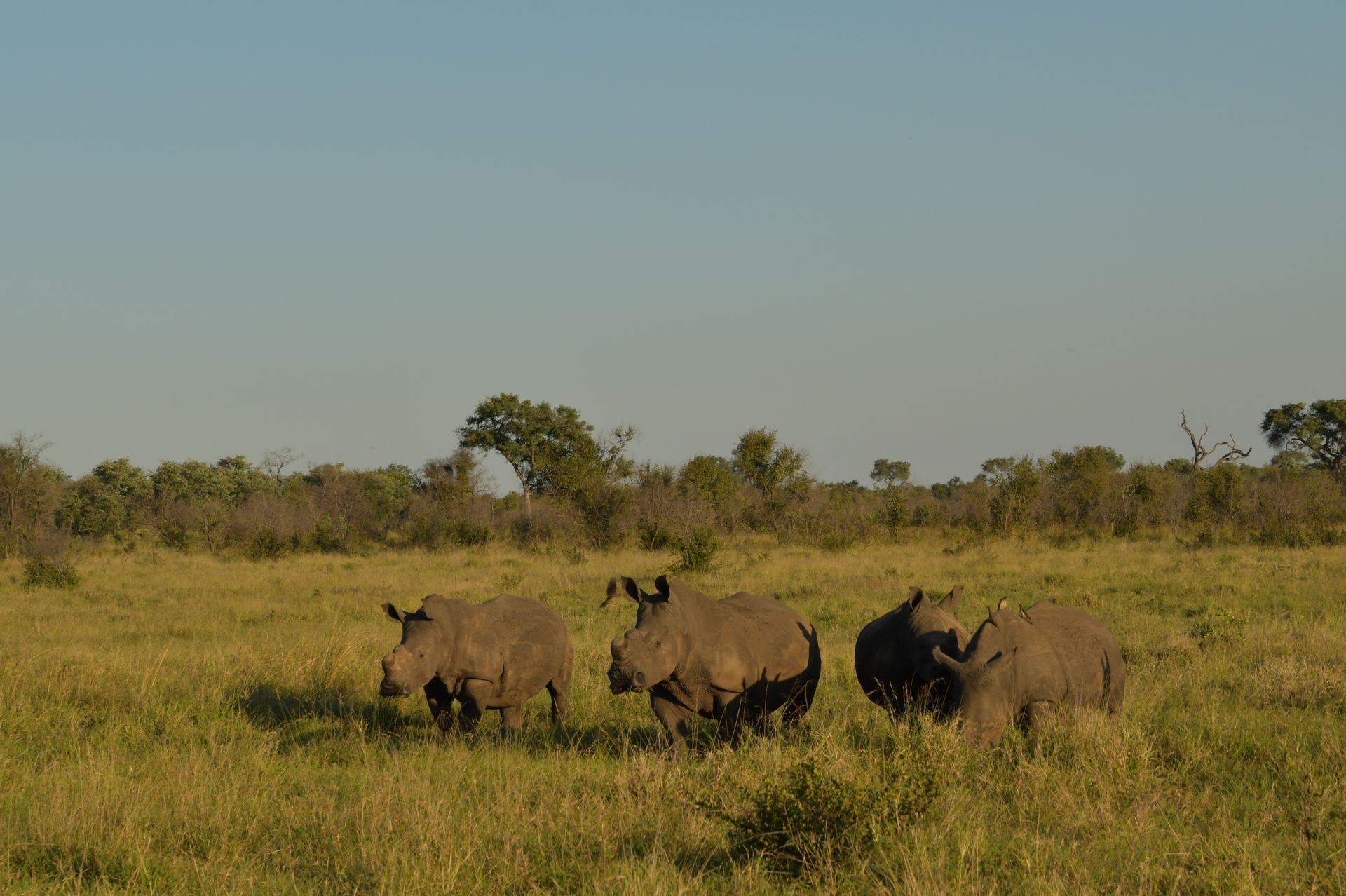 Three rhinoceroses grazing in a grassy field with trees under a blue sky.