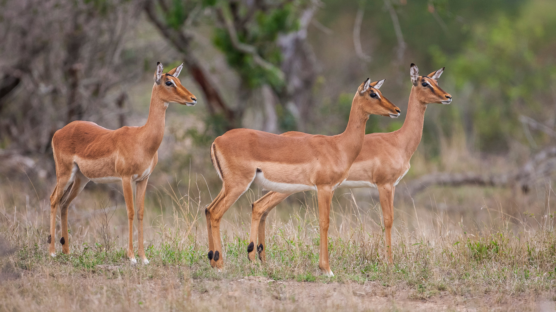 Female impala on safari