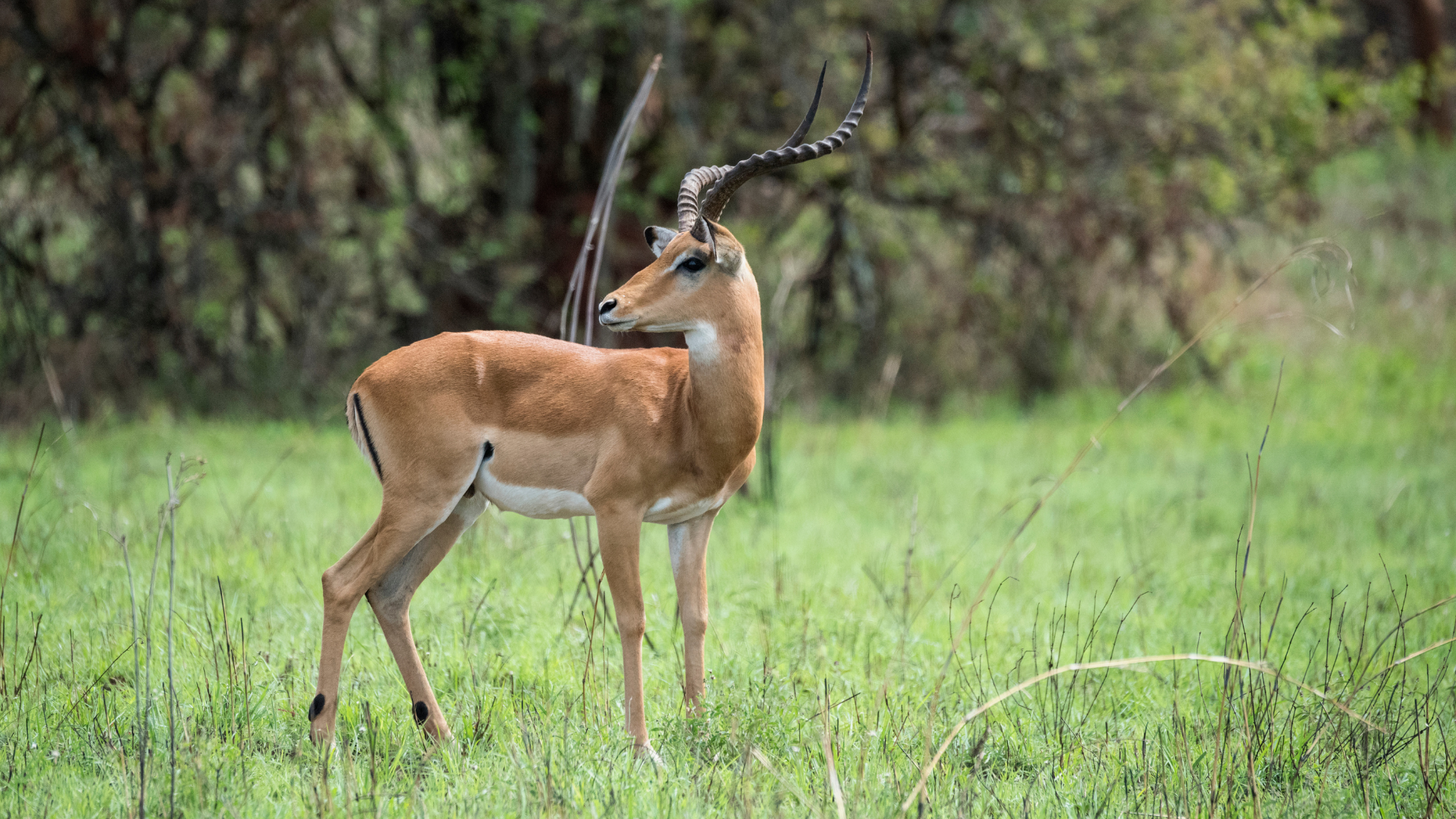 Male impala on safari