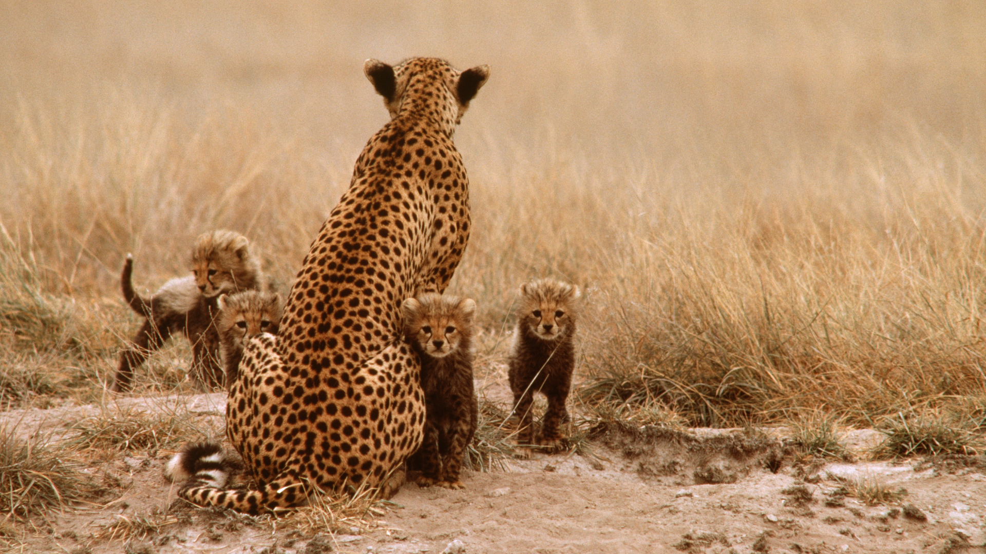 Cheetah and three cubs on safari