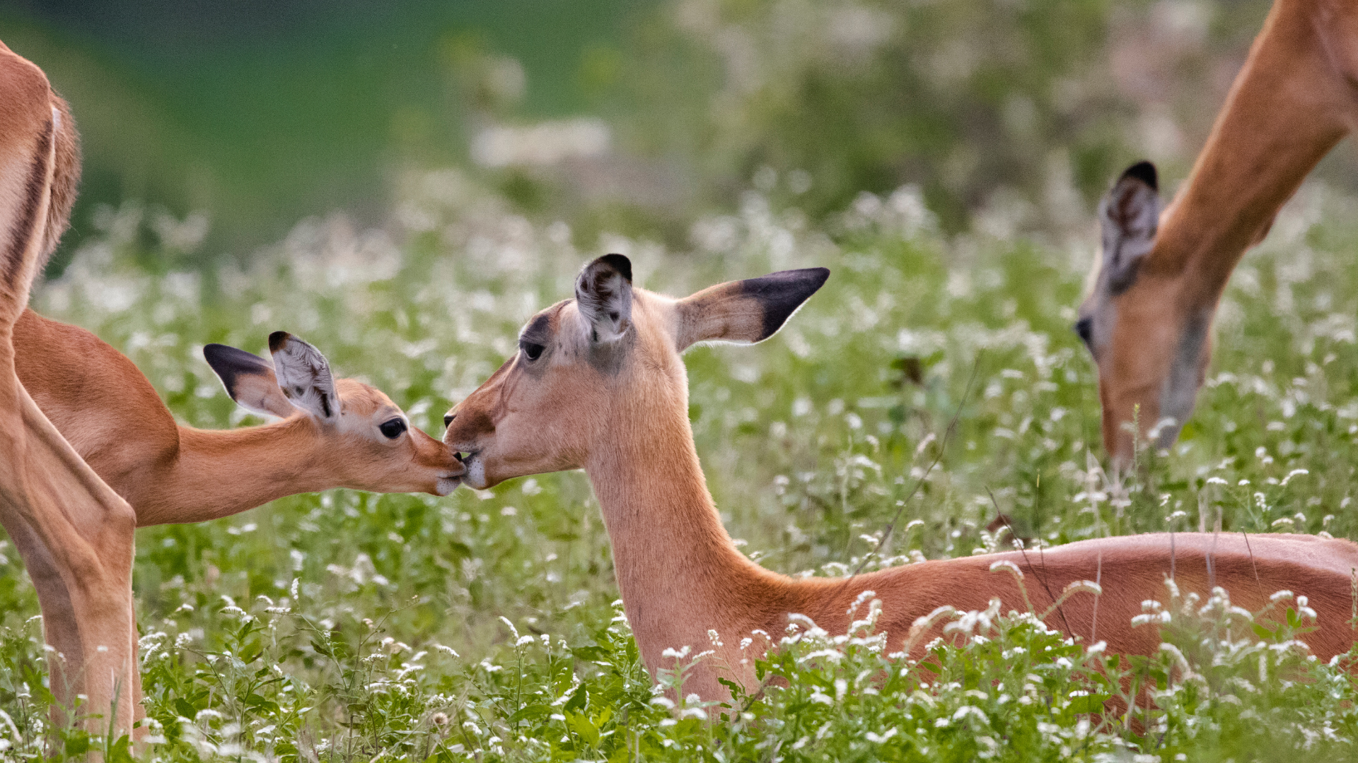 Impala with a lamb seen on safari