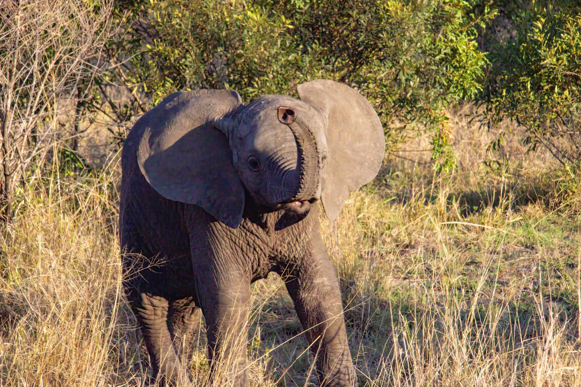 Baby elephant in grassy field, ears flapping, trunk raised, sunlit.
