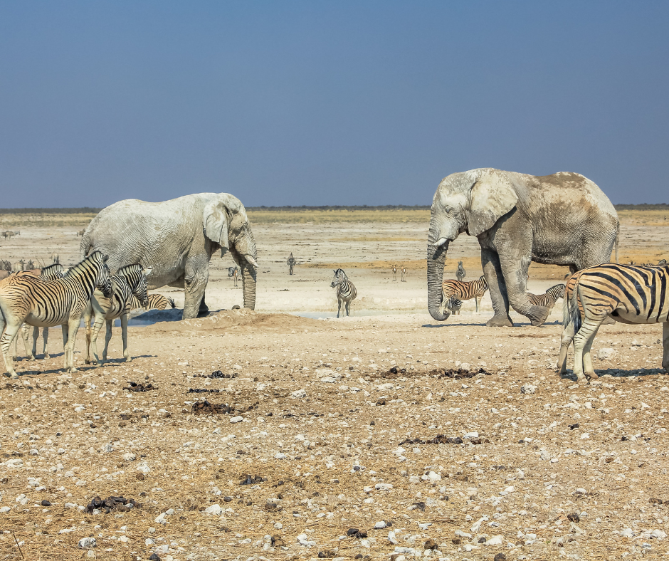 Wildlife congregating around a waterhole in Etosha National Park