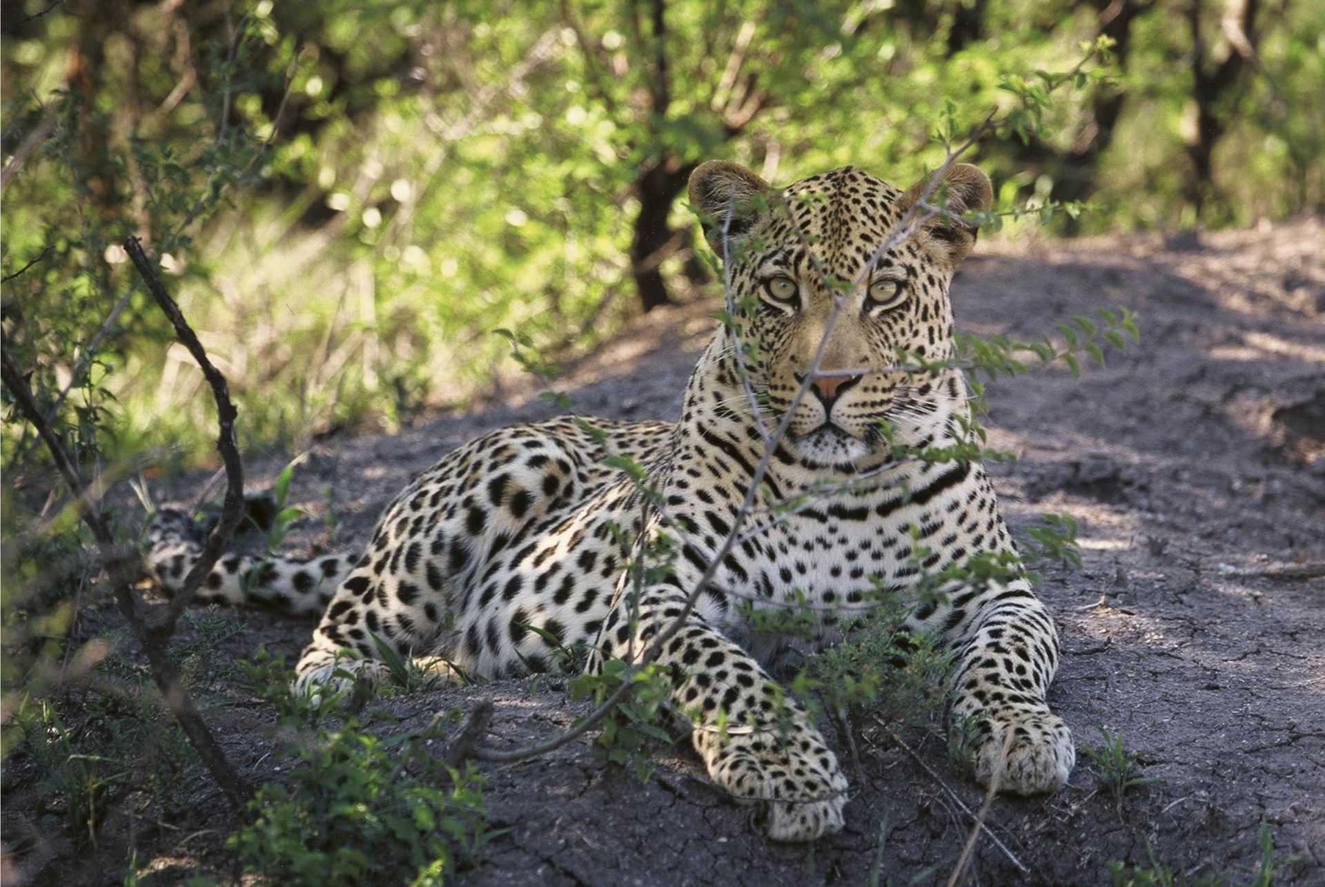 Tuningi Safari Lodge