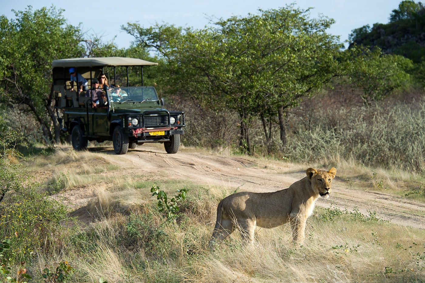 Lion at Little Ongava