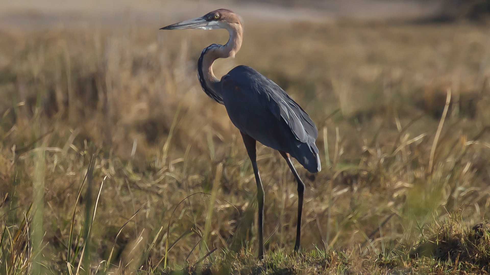 Grey Heron