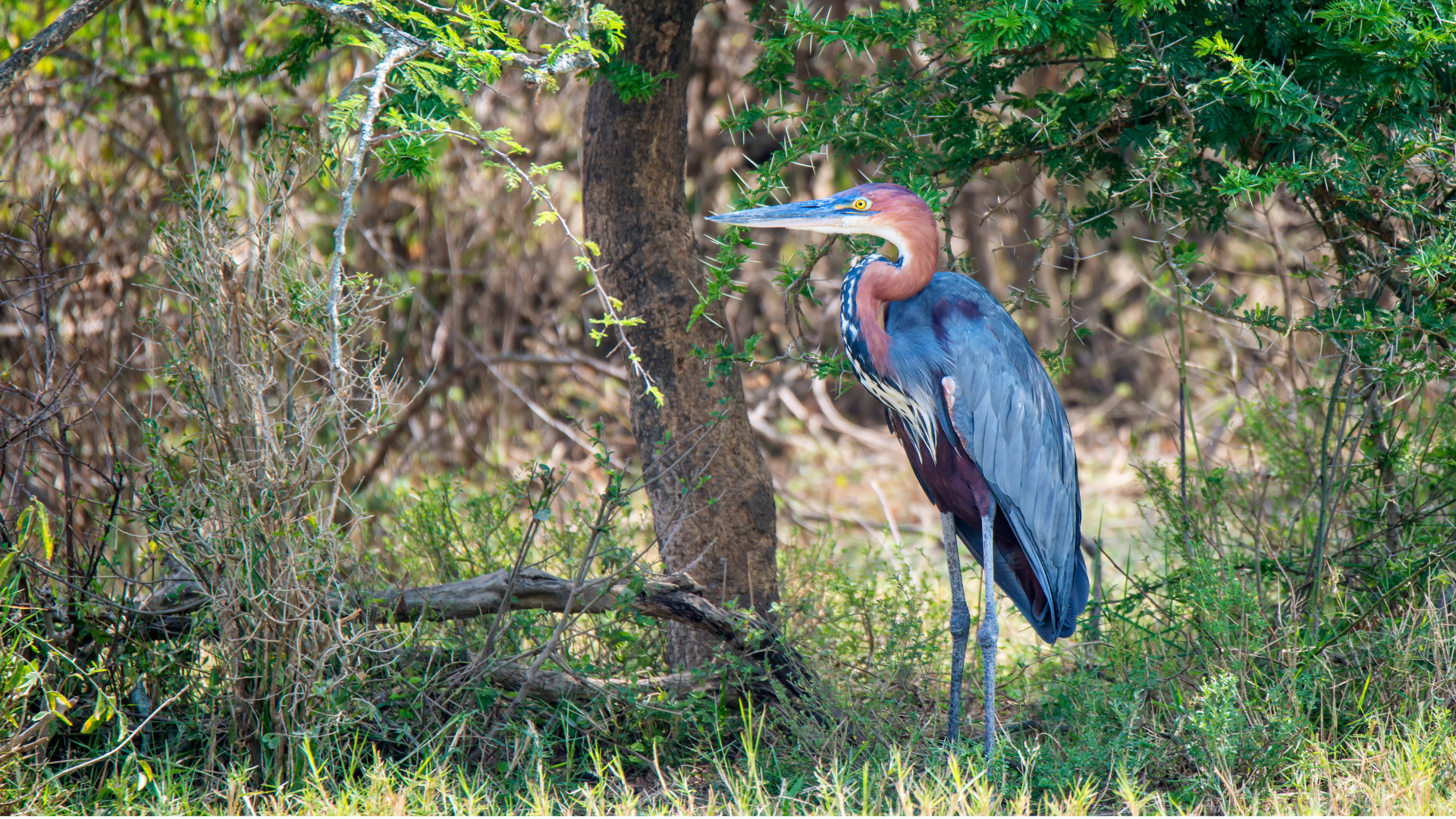 Grey Heron