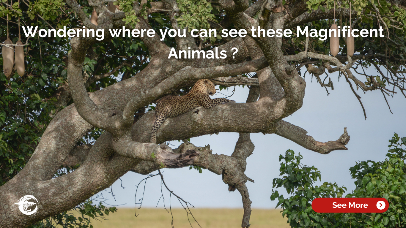 A leopard in a tree with its kill