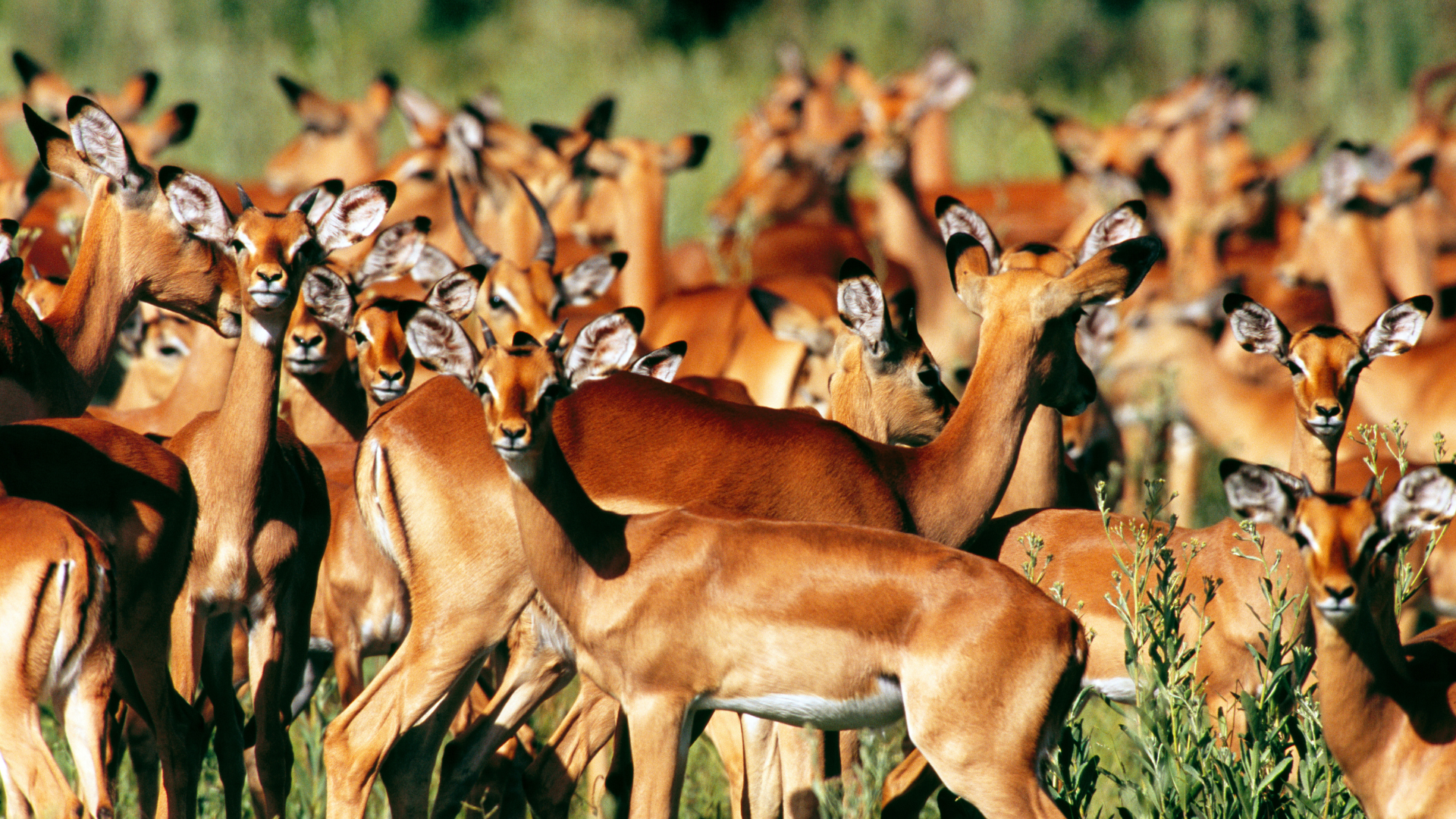 Herd of Impala