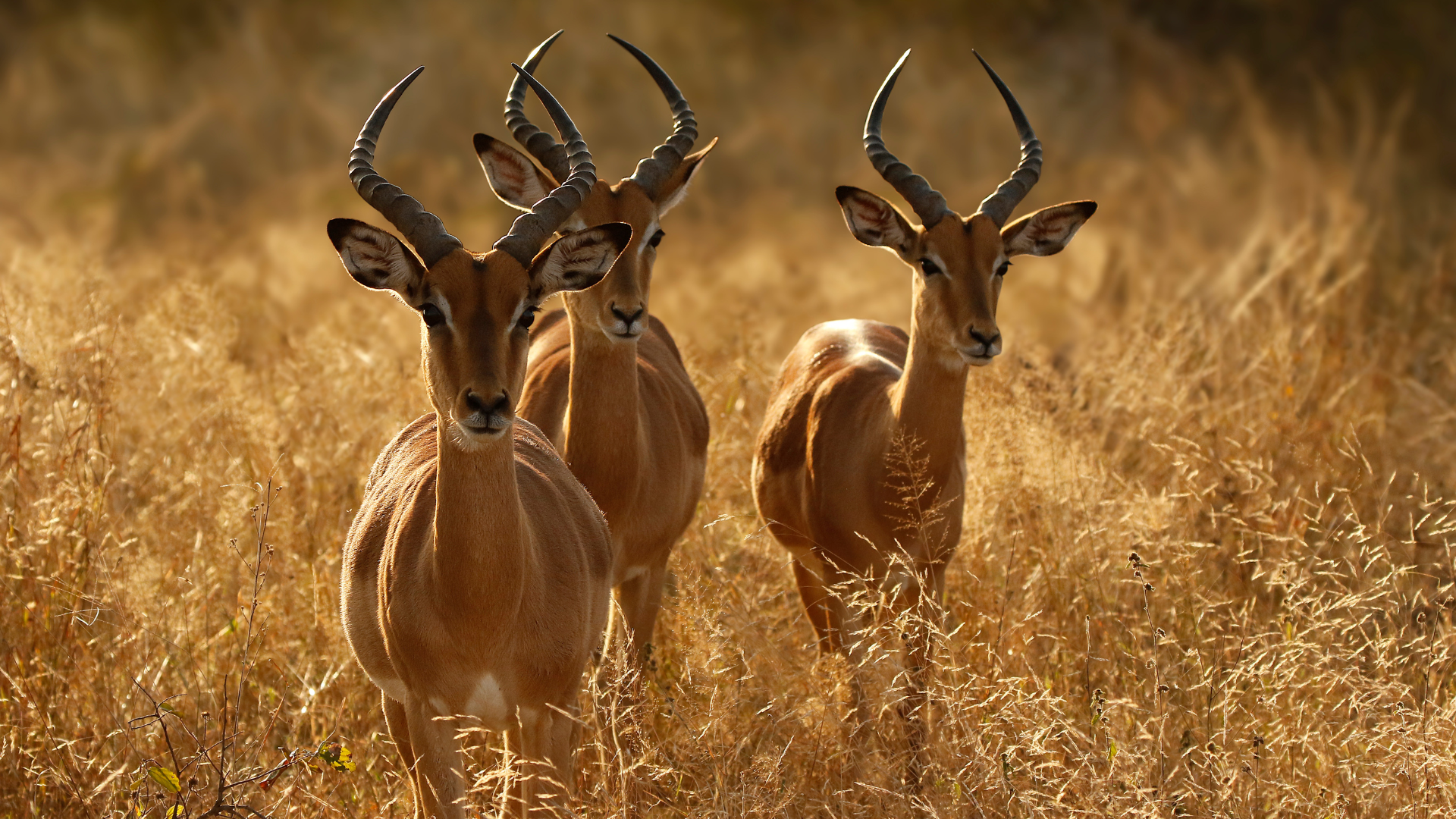 Impala