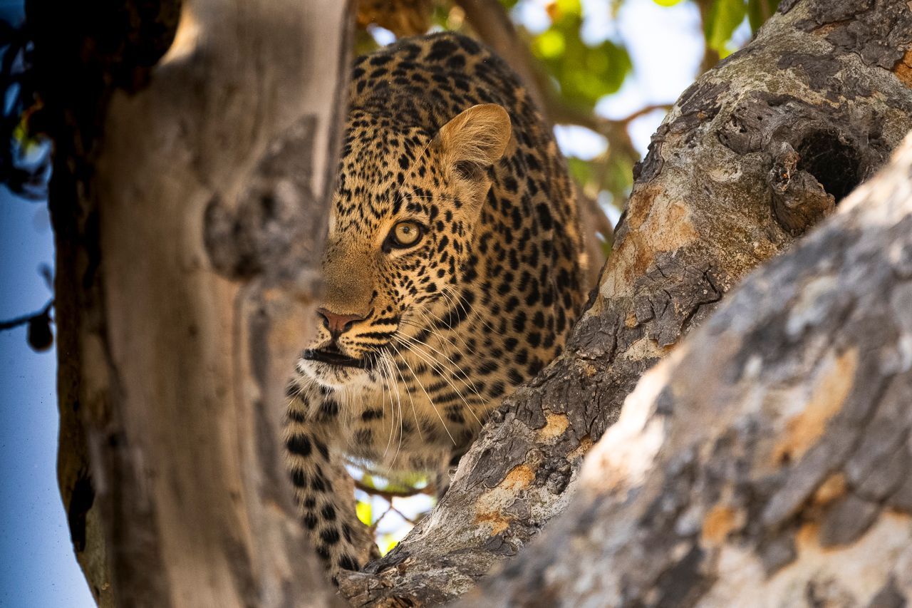 Leopard in a Tree in The Timbavati