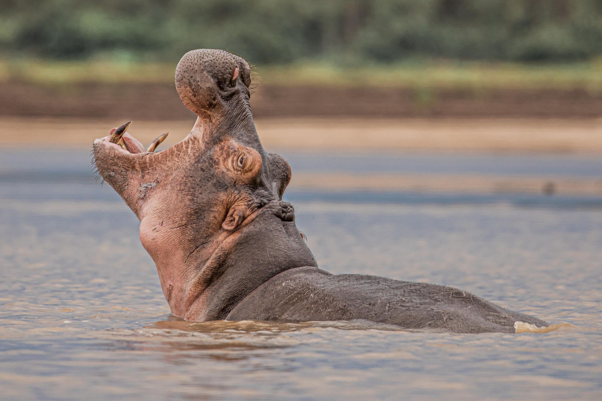 Hippo at Chikunto Safari Lodge