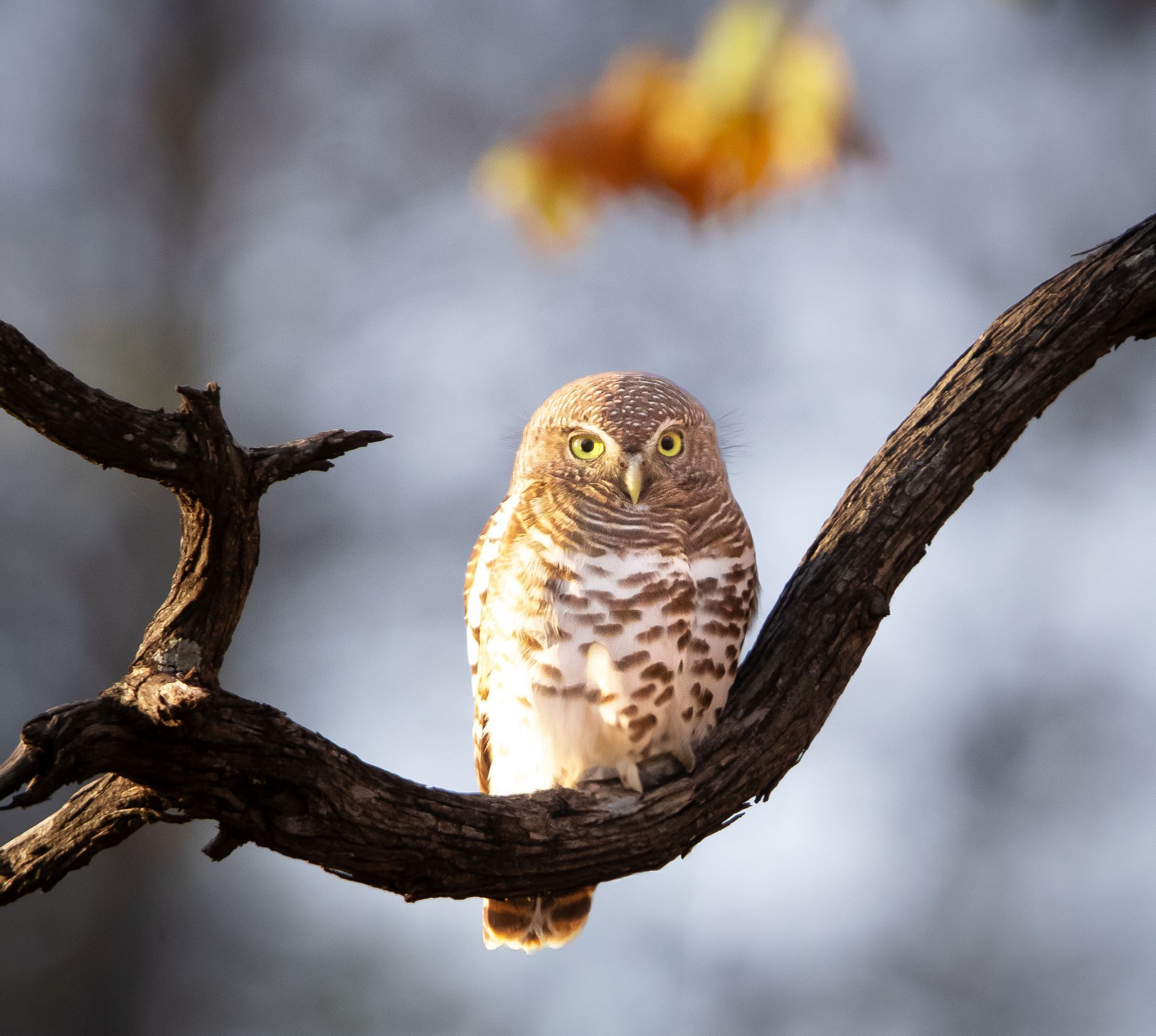 A small owl perching on a tree on a conservation safari with Martin Meyer Safaris