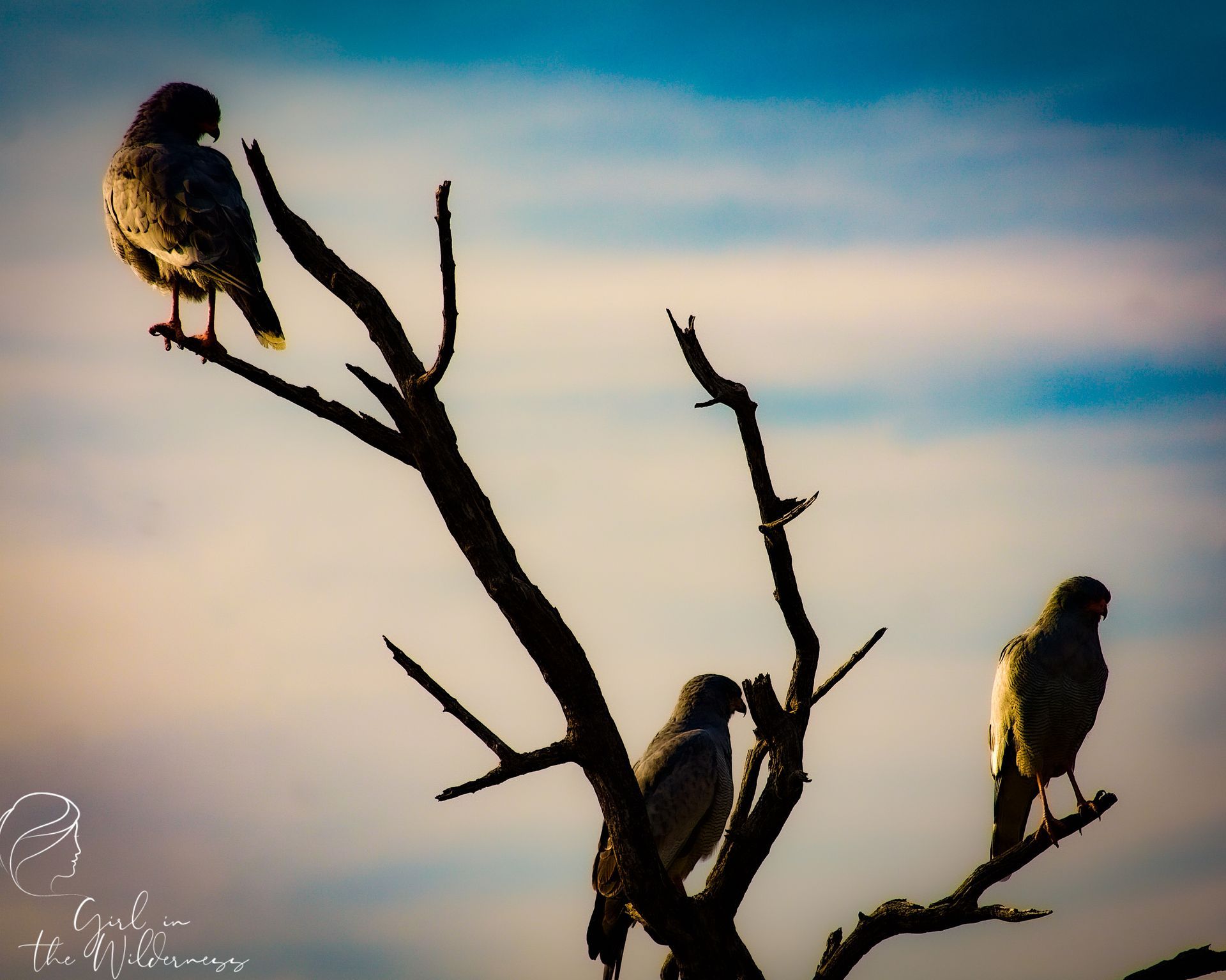 Three hawks perched on a dead tree branch, silhouetted against a dusky blue sky.