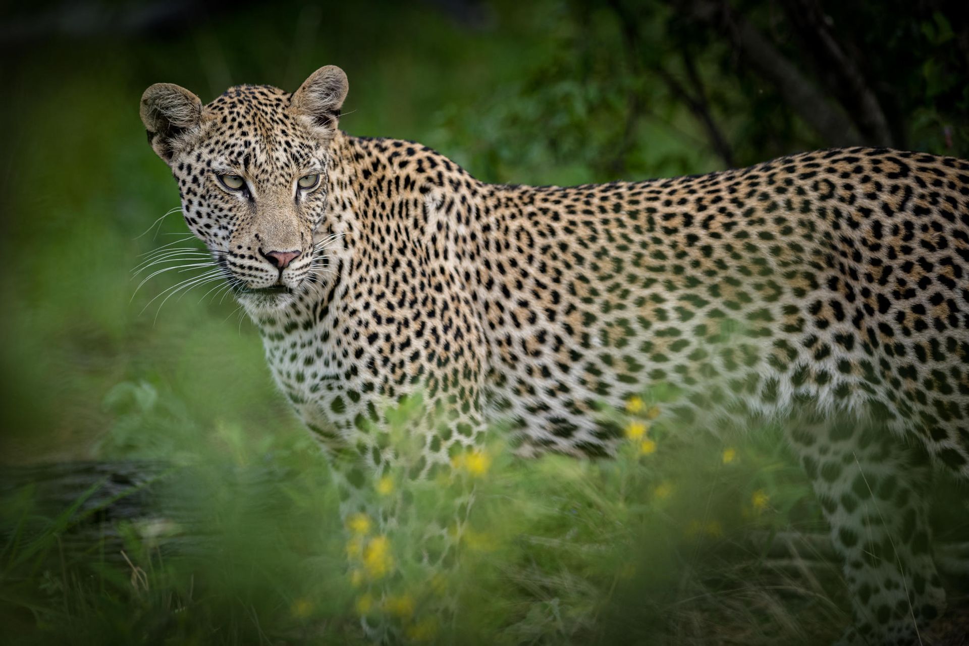 Kambaku Safari Lodge